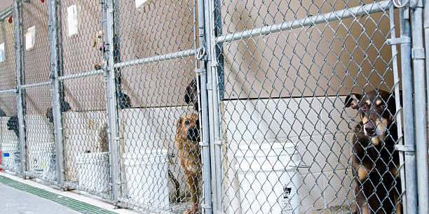 Dogs awaiting adoption in kennels
